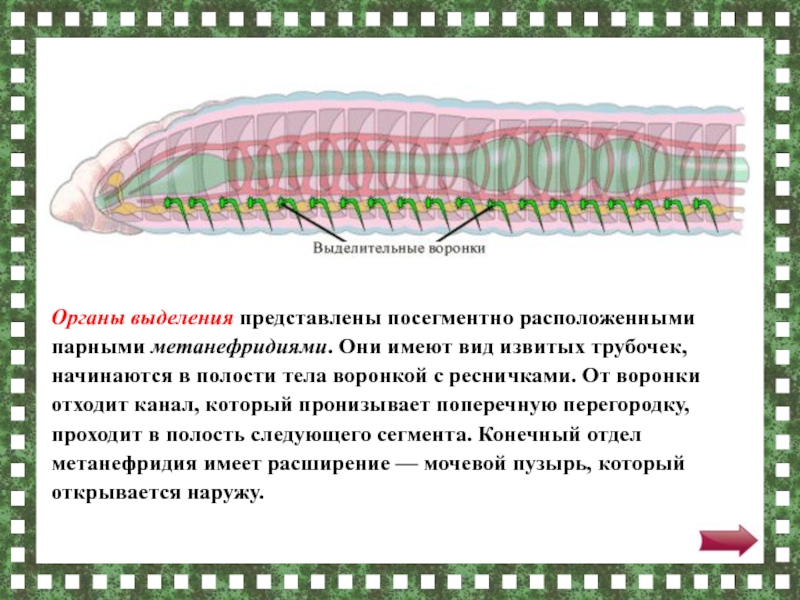 Выделительная система кольчатых червей