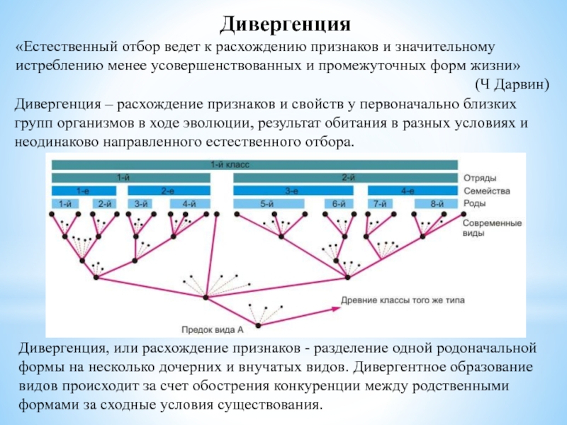 В результате дивергенции возникают