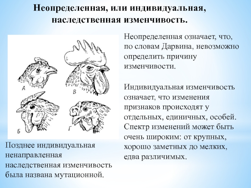 Индивидуальная изменчивость