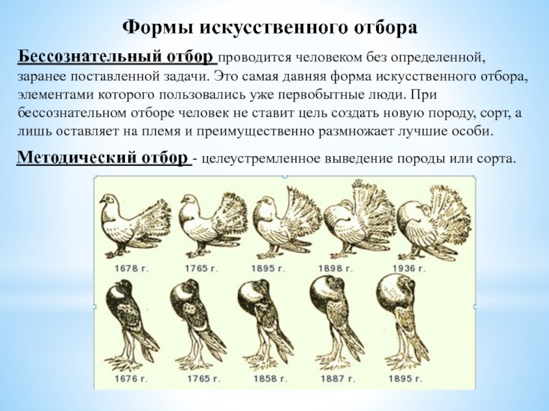 Какая форма отбора представлена на рисунке по каким признакам производился отбор 1678 1765