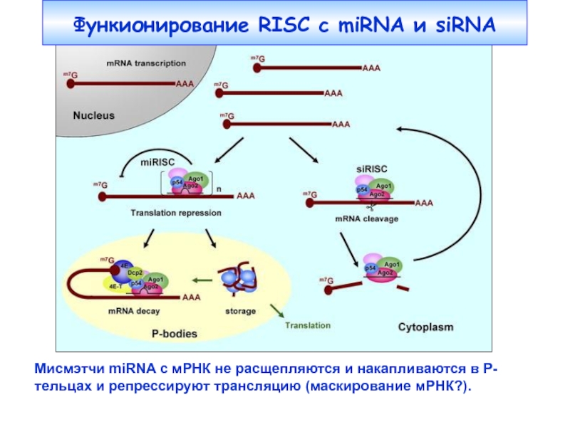 Терминация синтеза рнк. Маскирование МРНК. Технологии МРНК. Механизм формирования альтернативной МРНК. Строение зрелой МРНК С подписями.