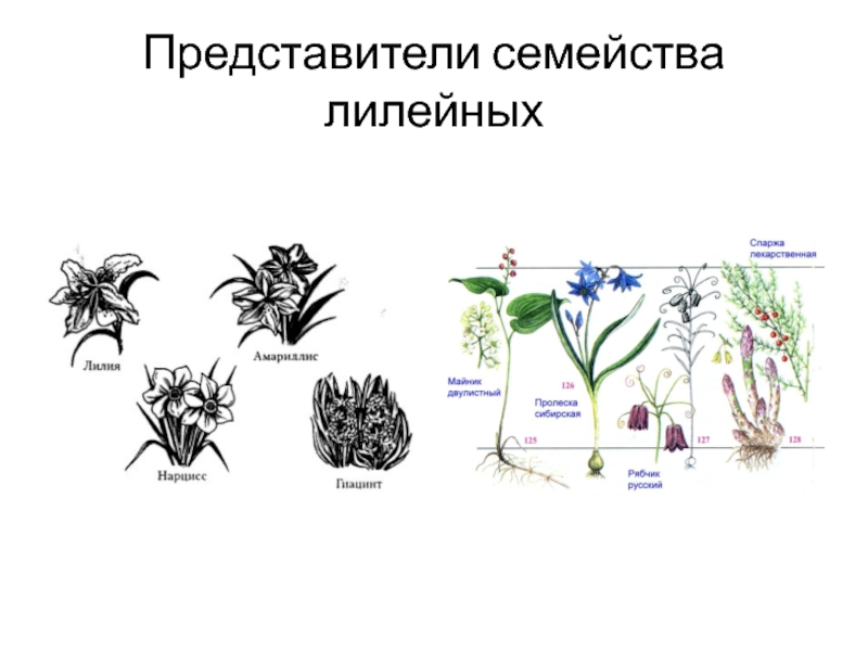 Каково значение семейства лилейных в жизни человека. Размножение лилейных растений. Семейство Лилейные представители. Представители лилейных растений. Строение лилейных.