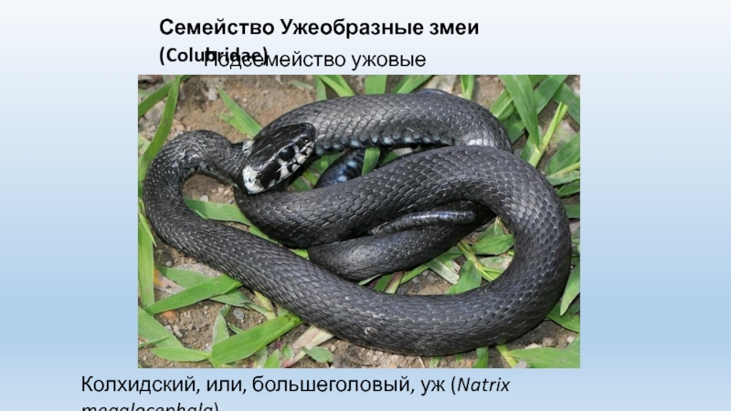 Змеи какое семейство. Уж колхидский Natrix megalocephala. Полоз семейство ужеобразных. Ужеобразные змеи ядовитые. Гадюковые (подсемейство).