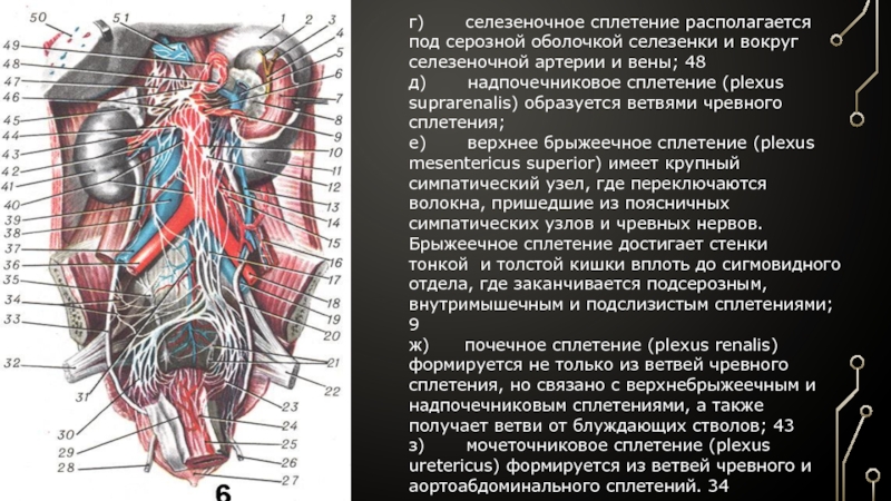 Вегетативные нервные сплетения