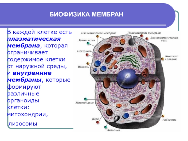 Каждой клеткой. Ограничивает внутреннее содержимое клетки. Биофизика клетки. Клеточная мембрана в клетке. Клеточная МЕМБРАНАВ клеетке.