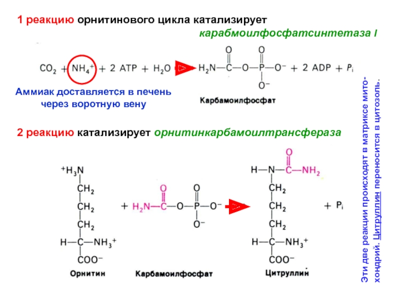Реакции образования циклов. Орнитинкарбамоилтрансфераза катализирует. Орнитиновый цикл 5 реакций. 1 Реакция орнитинового цикла. Орнитиновый цикл 1 реакция.