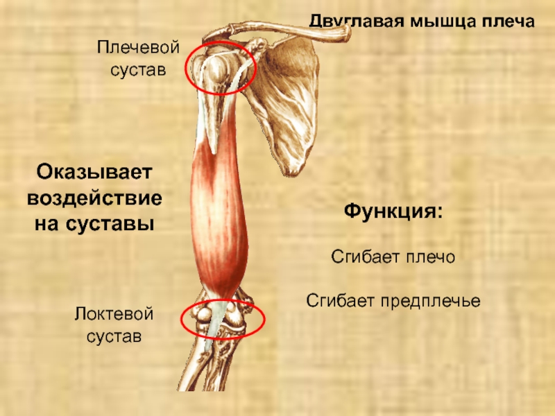 Двуглавая и трехглавая мышца