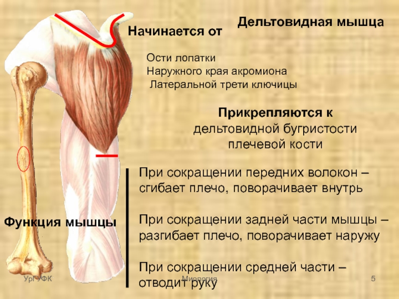 Дельтовидная мышца плеча фото где находится