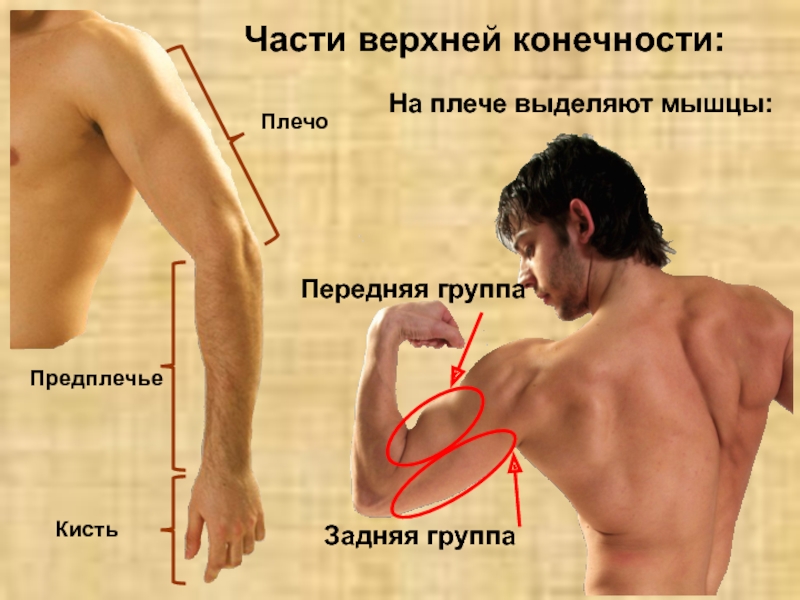 Плечо и предплечье у человека анатомия фото