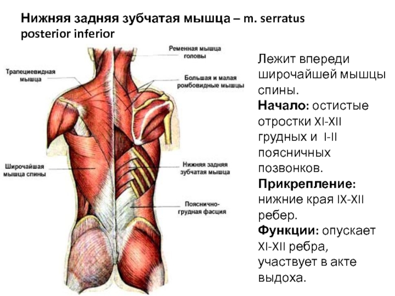 Верхняя задняя зубчатая