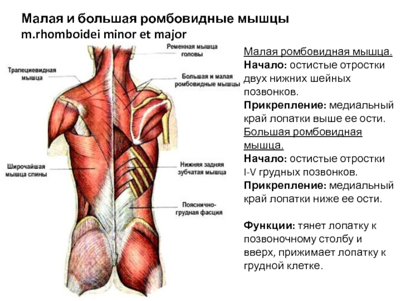 Классификация мышц спины