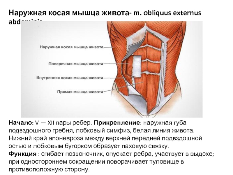 Где косые мышцы живота. Наружная и внутренняя косая мышца живота анатомия. Наружная косая мышца живота и внутренняя косая мышца живота. Наружная косая мышца живота анатомия прикрепление. Поперечная косая мышца живота функции.