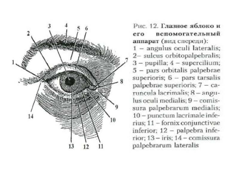 Брови аппарат глаза. Вспомогательный аппарат глазного яблока анатомия. Анатомия глаза спереди. Горизонтальный разрез глазного яблока схема. Вспомогательный аппарат глаза схема.