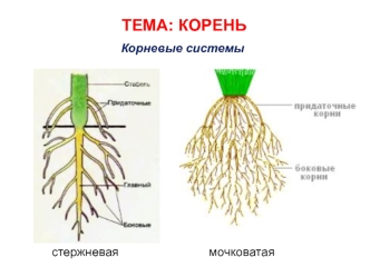 Корень. Корневые системы