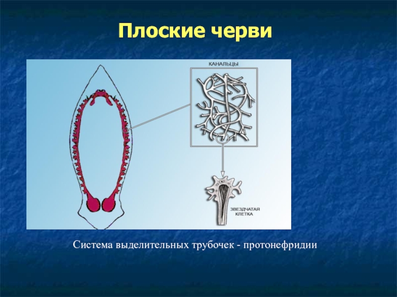 Протонефридии характерны для