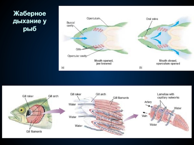 Органы жаберного дыхания. Жаберное дыхание у рыб. Филогенез дыхательной системы рыб. Жаберные лучи у рыб. Принципы жаберного дыхания.