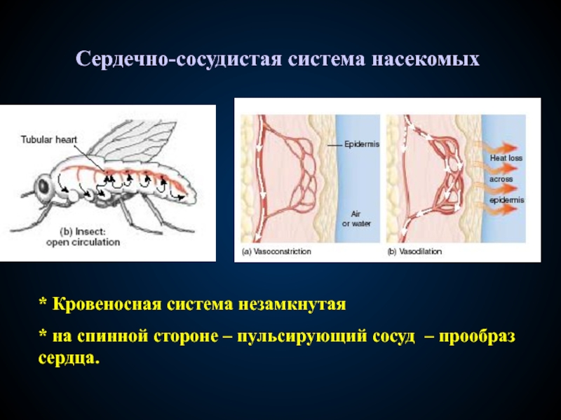 Кровеносная система насекомых выполняет функции
