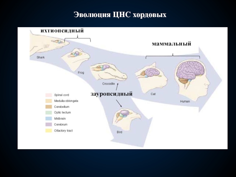 Центральная нервная система хордовых состоит из