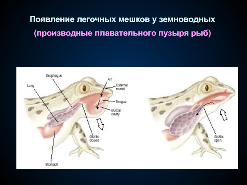 Кожно легочное дыхание