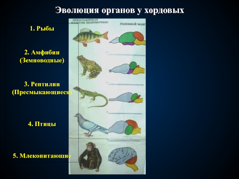 В какой последовательности появлялись животные. Эволюция рыбы земноводные. Рыбы земноводные пресмыкающиеся. Процесс эволюции хордовых животных. Эволюция органов.