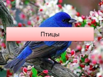 Птицы. Кто какая птица. Викторина