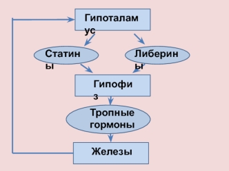 Эндокринная система