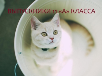 Выпускники 11 А класса