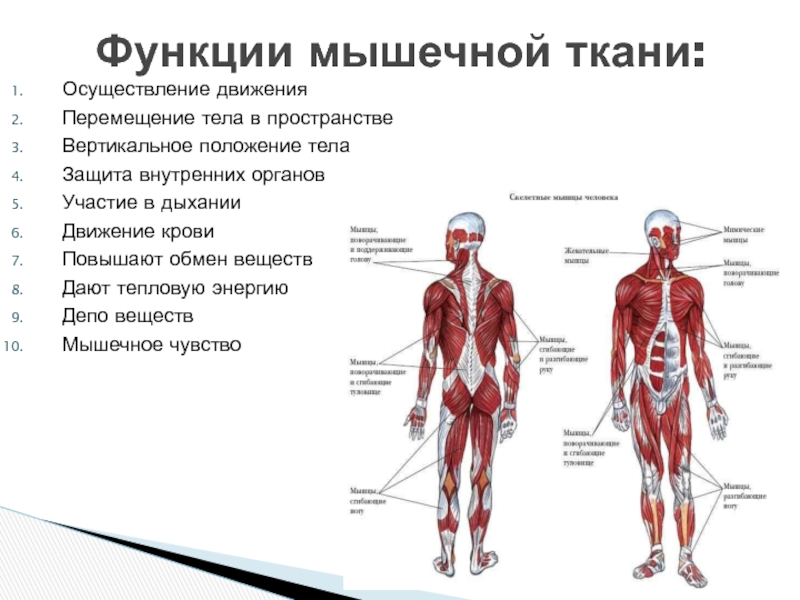 Работа и функции мышц. Мышцы тела в движении. Функции мышц человека. Анатомия и физиология мышц. Физиология мышц человека.