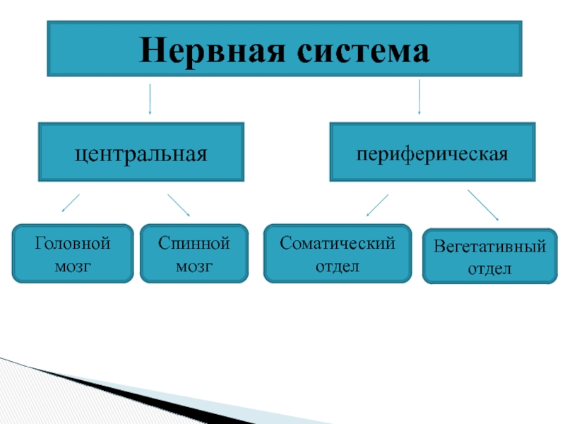 Общий план строения периферической нервной системы