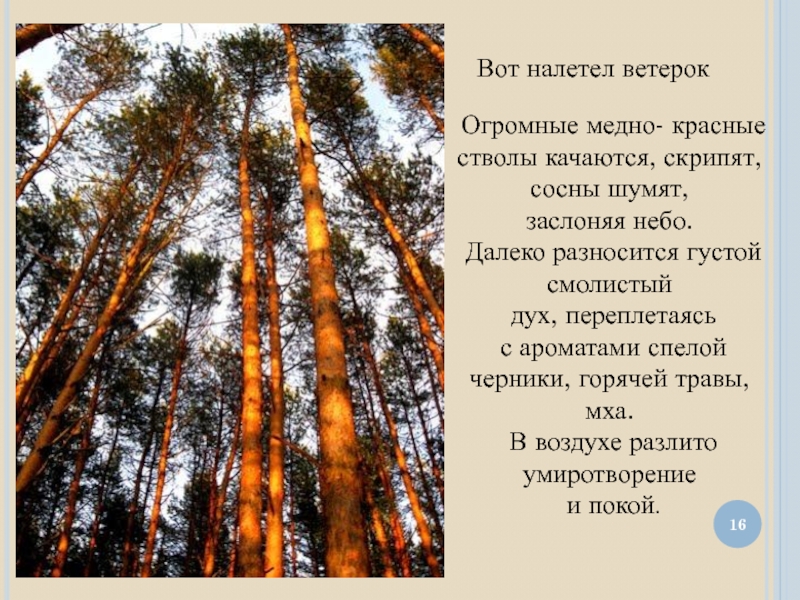 Старый дуб умел еще на разные лады скрипеть стволом