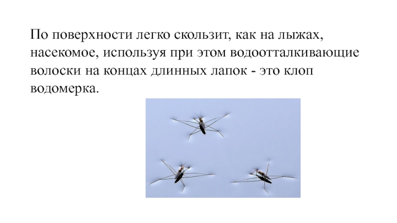 Легко скользя. Лыжники на воде насекомые. Водяной лыжник насекомое. Текст про водомерку четвертый класс. Определи по содержанию текста значение слова Водомерка запиши.