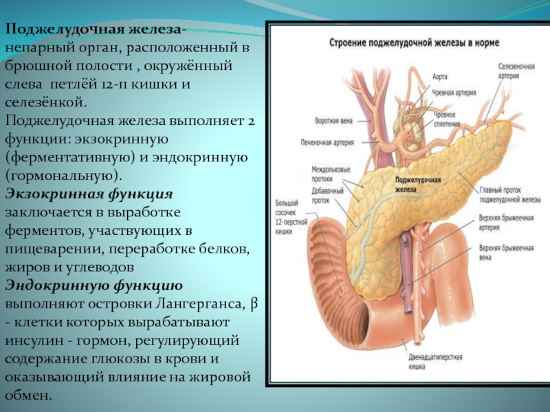 Где находится головка поджелудочной железы у человека фото