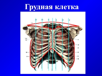 Грудная клетка