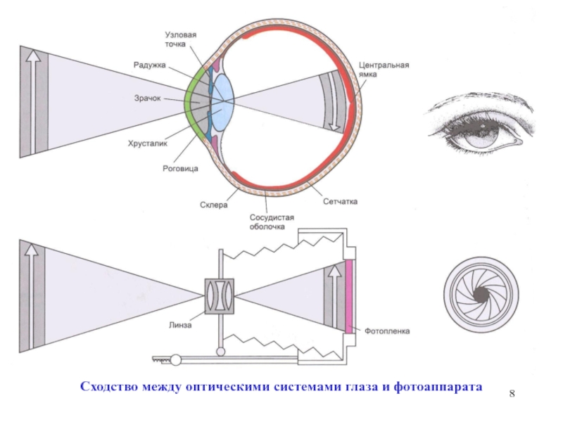 Принцип работы хрусталика практическая работа 8. Фотоаппарат оптическая система физика в схемах. Оптический аппарат глаза схема. Схема линзы фотоаппарата физика. Принцип работы глаза как оптического устройства.