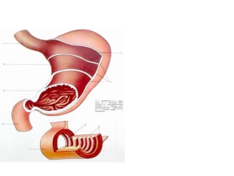 Пищеварение в желудке