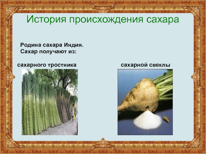 Сахарный тростник содержит 9. Сахарный тростник и сахарная свекла. Сахарная свекла и тростник. Из чего добывают сахар в России. Сахарный тростник сахар.