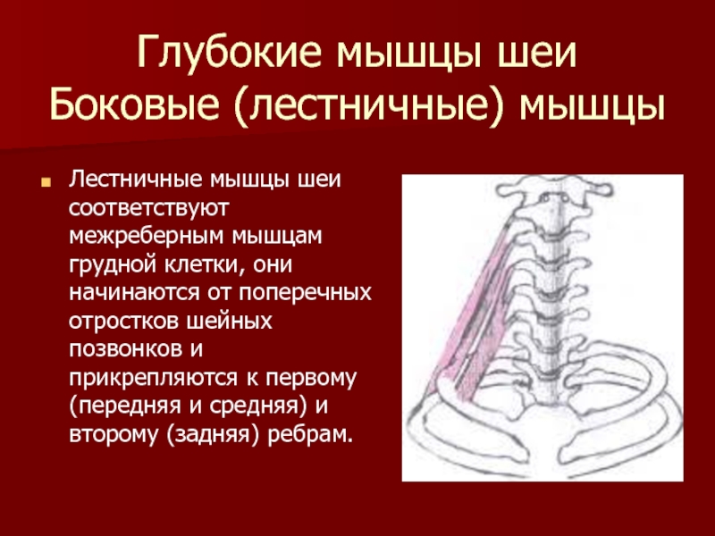 Лестничные мышцы анатомия. Лестничные мышцы топография. Лестничные мышцы мышцы шеи. Передняя средняя и задняя лестничные мышцы. Лестничная мышца анатомия.