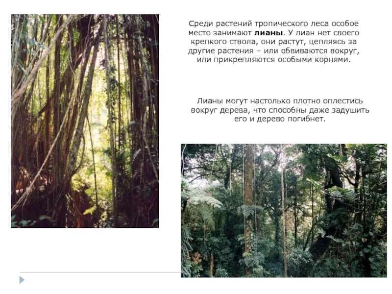 Характеристика тропического леса. Животные и растения тропических лесов. Тропический лес растения. Тропические леса сообщение. Тропический лес доклад.