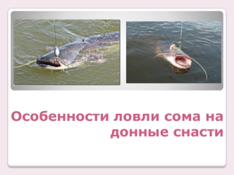 Особенности ловли сома на донные снасти