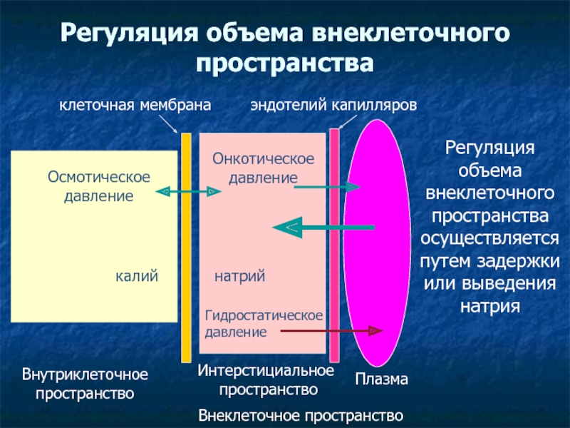 Онкотическое давление. Осмотическое и онкотическое давление. Функции осмотического давления плазмы крови. Гидростатическое и онкотическое давление. Осмотическое и онкотическое давление крови.