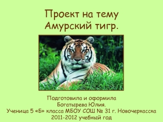 Амурский тигр