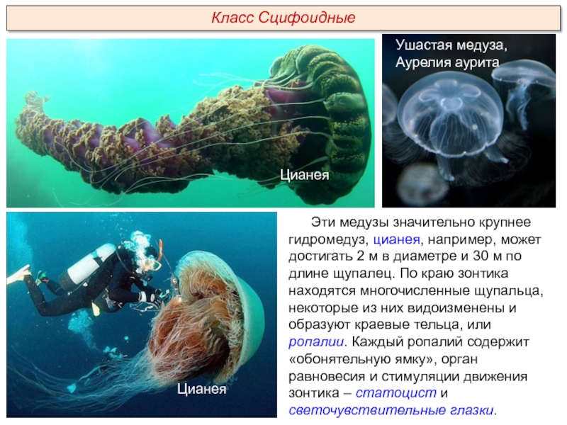 Класс Сцифоидные Эти медузы значительно крупнее гидромедуз, цианея, например, может достигать 2