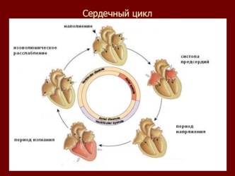 Сердечные мышцы. Сердечный цикл