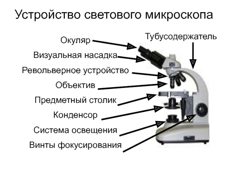 Получение изображения в микроскопе система объектив окуляр