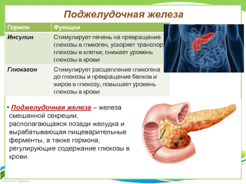Влияние печени на поджелудочную железу. Поджелудочная железа секретирует инсулин. Функции инсулина поджелудочной железы. Функции инсулина в поджелудочной железе. Поджелудочная железа гормоны и функции.