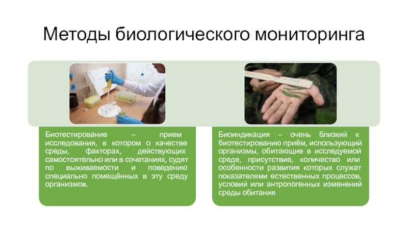 Реферат: Биоиндикация и биологический мониторинг