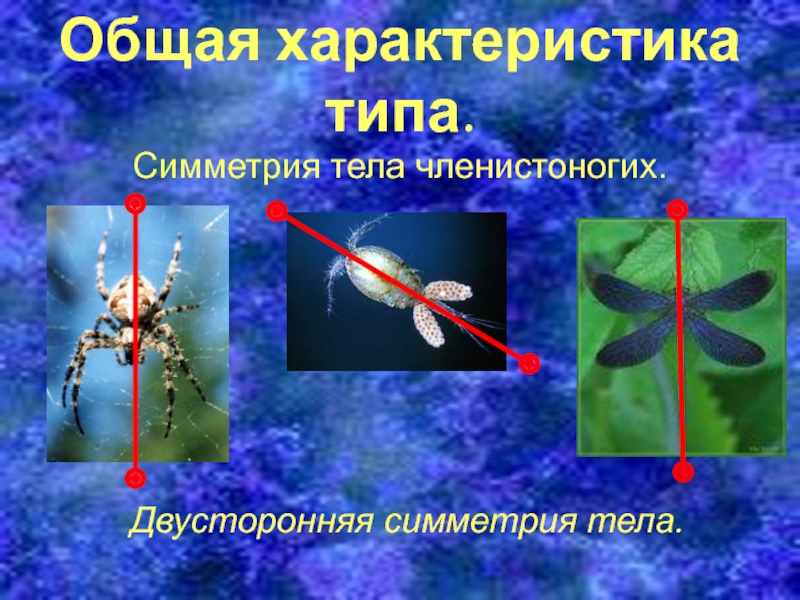 Двусторонняя симметрия тела. Двусторонняя симметрия. Двусторонняя симметрия членистоногих. Двусторонняя симметрия характерна для.