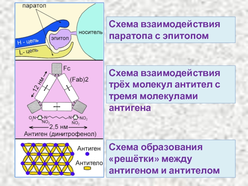 Антигены и антитела микробиология презентация