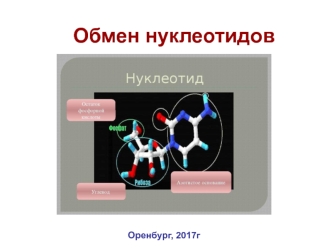 Обмен нуклеотидов