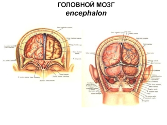 Головной мозг человека. (Лекция 6)